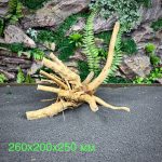 Паучий корень/Корень Азалии НК741 — изображение 2