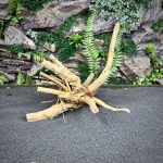 Паучий корень / Корень Азалии