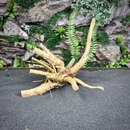 Паучий корень / Корень Азалии