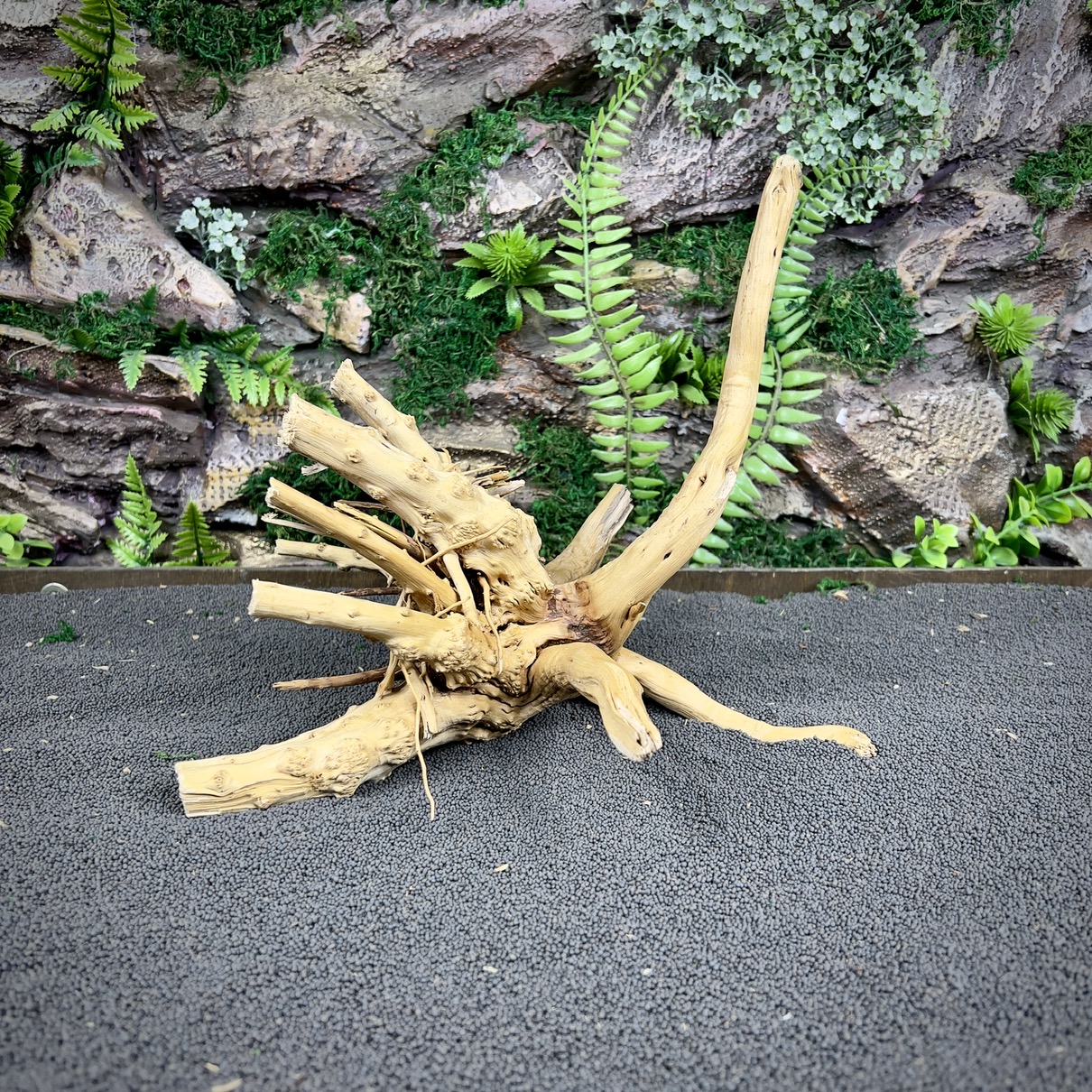 IMG_8870-compressed Паучий корень / Корень Азалии