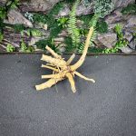 Паучий корень/Корень Азалии НК741 — изображение 3