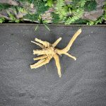 Паучий корень/Корень Азалии НК741 — изображение 4