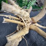 Паучий корень/Корень Азалии НК741 — изображение 5