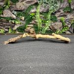 Коралловое дерево / Coral Wood