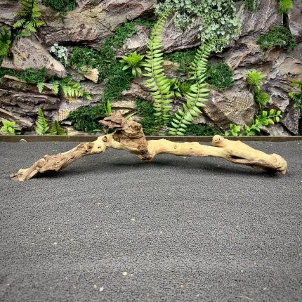 Коралловое дерево / Coral Wood