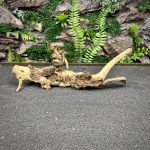 Коралловое дерево / Coral Wood