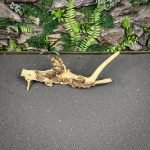 Коралловое дерево/Coral Wood КД746 — изображение 3