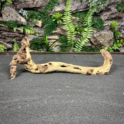 Коралловое дерево / Coral Wood