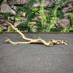 Коралловое дерево / Coral Wood