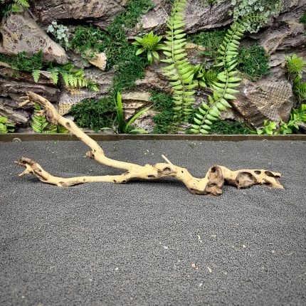 Коралловое дерево / Coral Wood