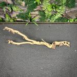 Коралловое дерево/Coral Wood КД749 — изображение 3