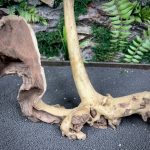 Коралловое дерево/Coral Wood КД752 — изображение 5