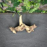 Коралловое дерево/Coral Wood КД754 — изображение 3