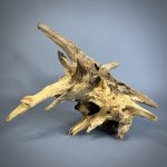 Коряга Дуба