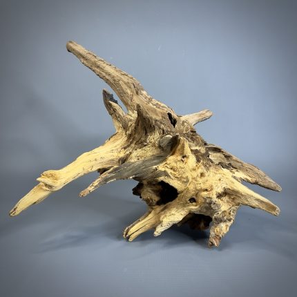 Коряга Дуба