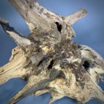 Коряга Дуба ДБ755 — изображение 4