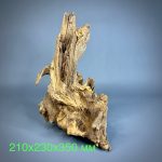 Коряга Дуба ДБ757 — изображение 2