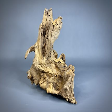 Коряга Дуба