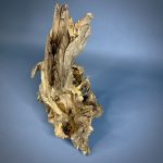 Коряга Дуба ДБ757 — изображение 3