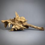 Коряга Дуба