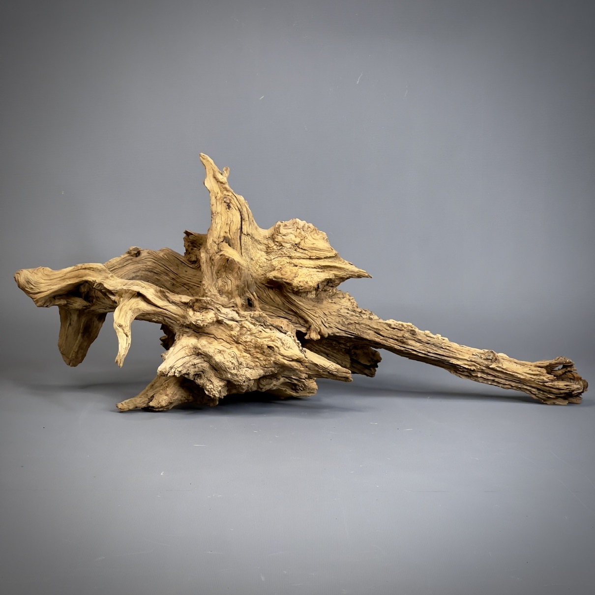 IMG_9506-compressed Коряга Дуба