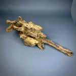 Коряга Дуба ДБ758 — изображение 6