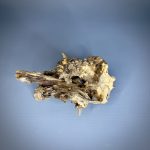 Коряга Дуба ДБ759 — изображение 4