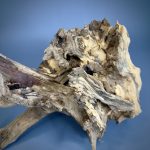 Коряга Дуба ДБ759 — изображение 5