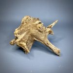 Коряга Дуба ДБ759 — изображение 6