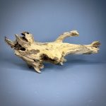 Коряга Дуба