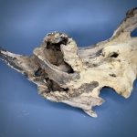 Коряга Дуба ДБ760 — изображение 4