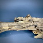 Коряга Дуба ДБ761 — изображение 5