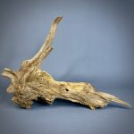 Коряга Дуба