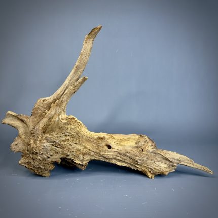 Коряга Дуба