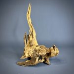 Коряга Дуба