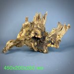 Коряга Дуба ДБ765 — изображение 2