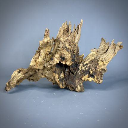 Коряга Дуба