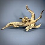 Коряга Дуба