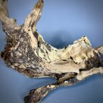 Коряга Дуба ДБ768 — изображение 5