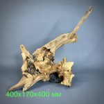 Коряга Дуба ДБ769 — изображение 2