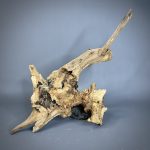 Коряга Дуба