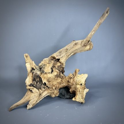 Коряга Дуба