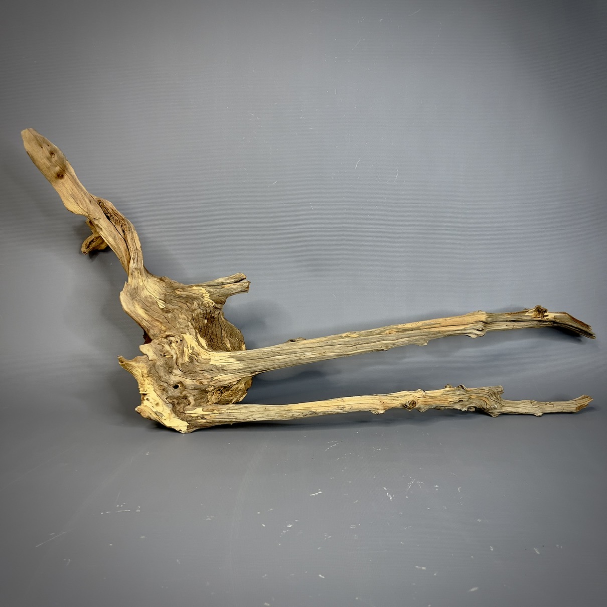 IMG_9595-compressed Коряга Дуба