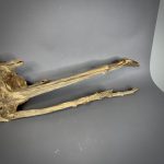 Коряга Дуба ДБ770 — изображение 4