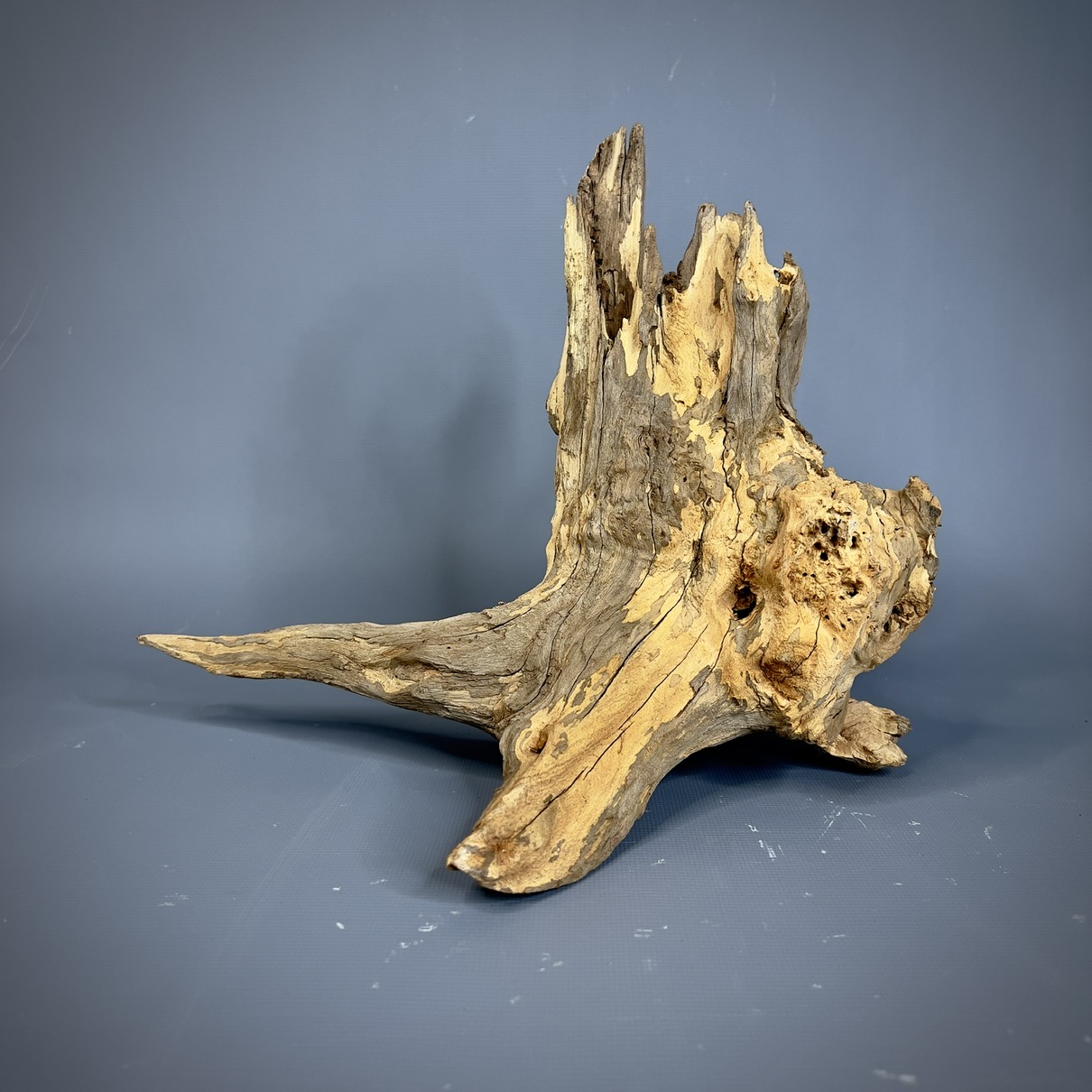 IMG_9602-compressed Коряга Дуба