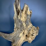 Коряга Дуба ДБ771 — изображение 5