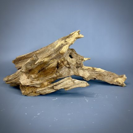 Коряга Дуба