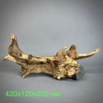 Коряга Дуба ДБ773 — изображение 2