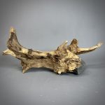 Коряга Дуба