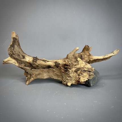 Коряга Дуба